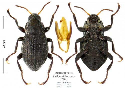 Réf. 194 254 : Riolus cupreus